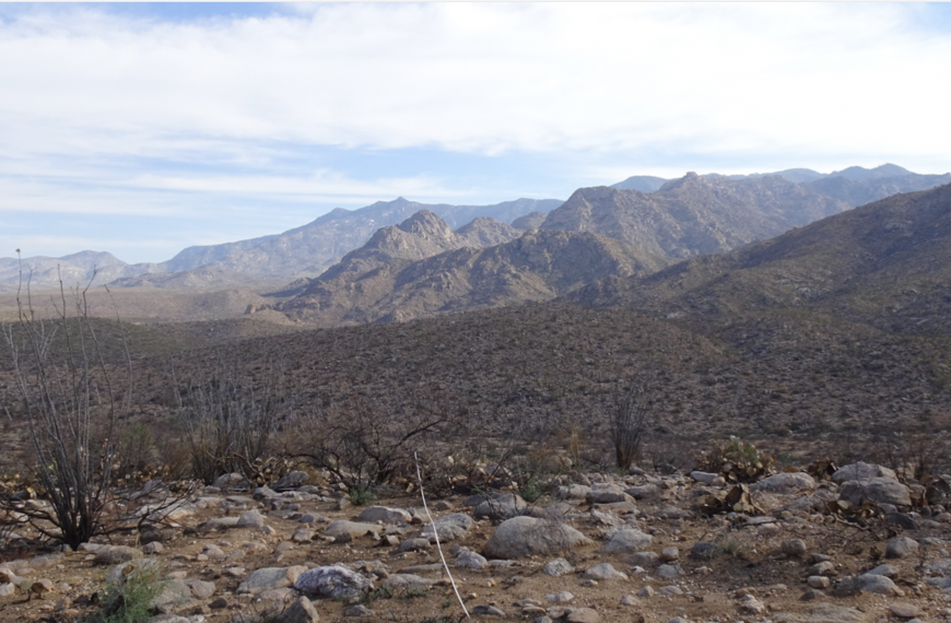 Sonoran Fuel Breaks